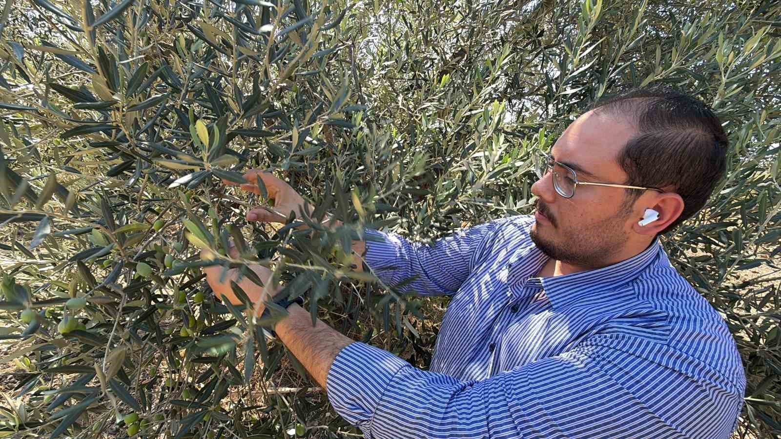 ABD’nin gümrük vergisi kararı zeytinyağı sektörünü etkileyecek...
