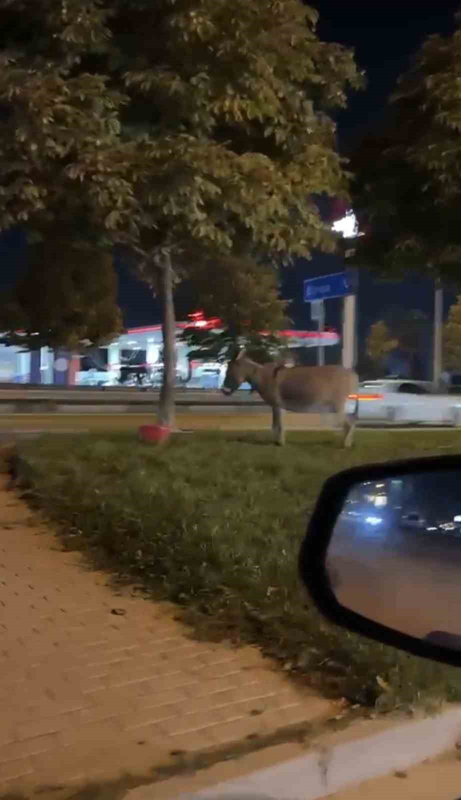 Ağaca bağlanan eşek dikkat çekti
