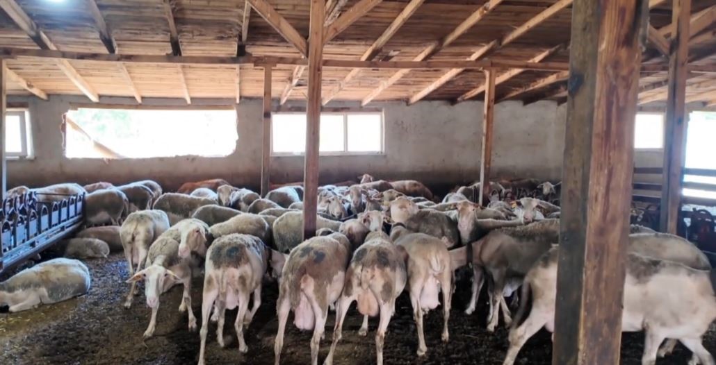Ahırda başlayan hayalini çocuklarına miras bırakmak istiyor
