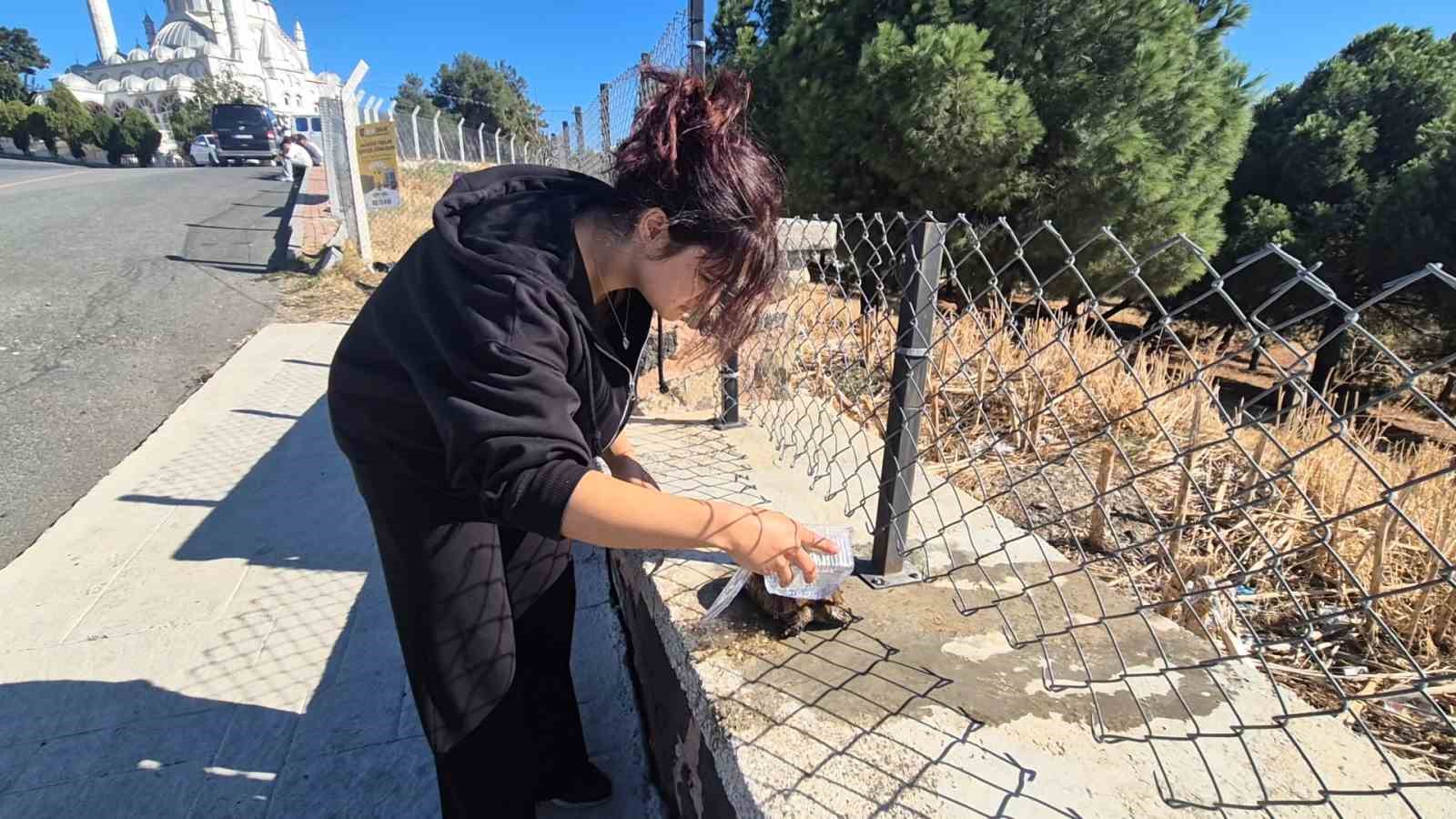 Alevlerin arasından kurtarılan kaplumbağaya vatandaş sahip çıktı
