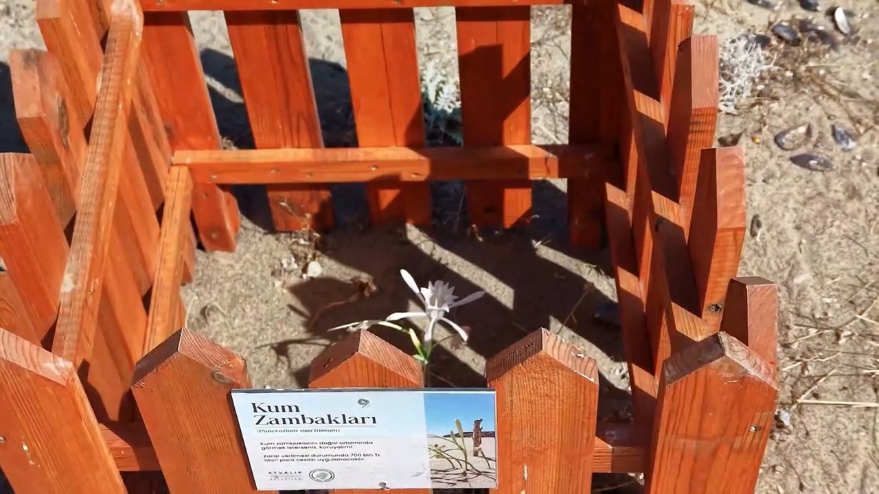 Ayvalık Badavut Sahili’nde kum zambaklarına ahşap kafesli koruma
