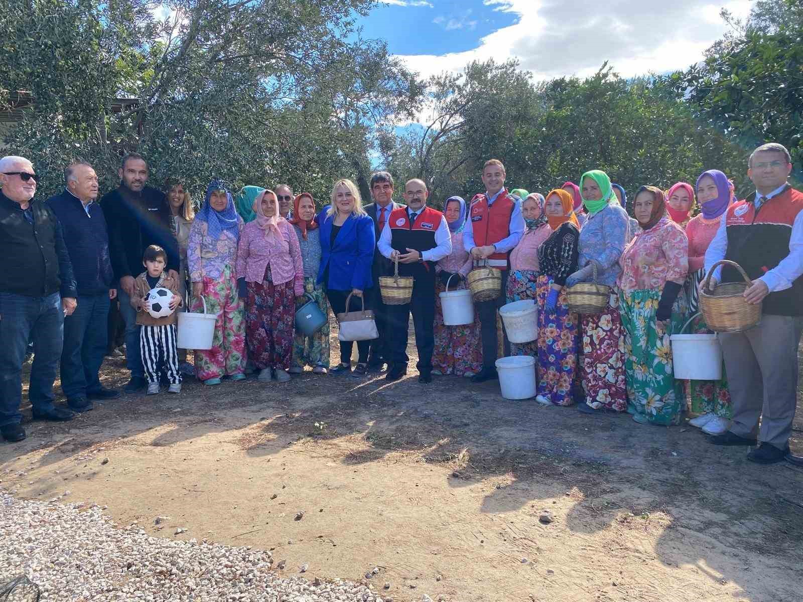 Ayvalık’ta ilk zeytin hasadına dua ve hayır yemekli başlangıç
