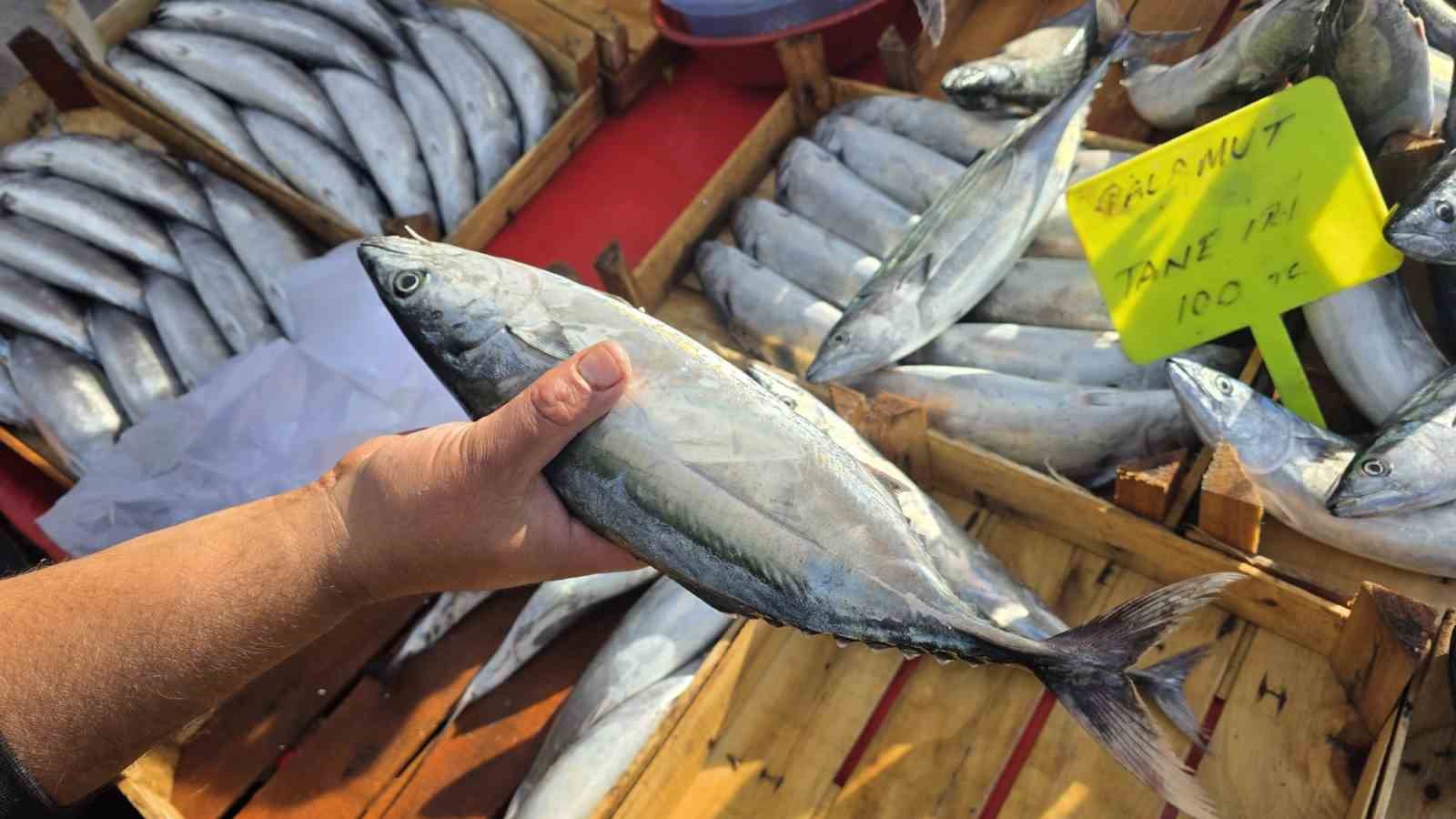 Bandırma’da palamut 100 liraya düştü
