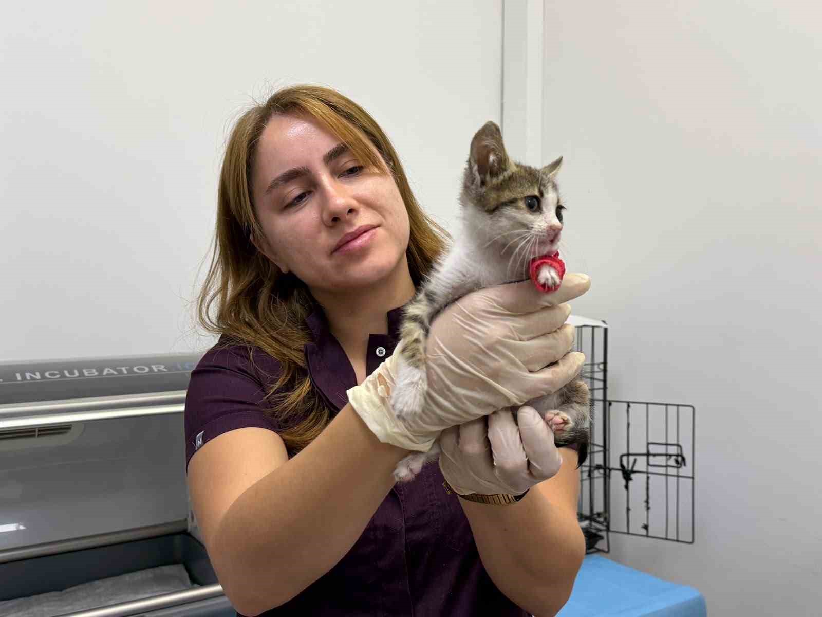 Bandırma’da şiddete uğrayan yavru kedi tedavi altına alındı
