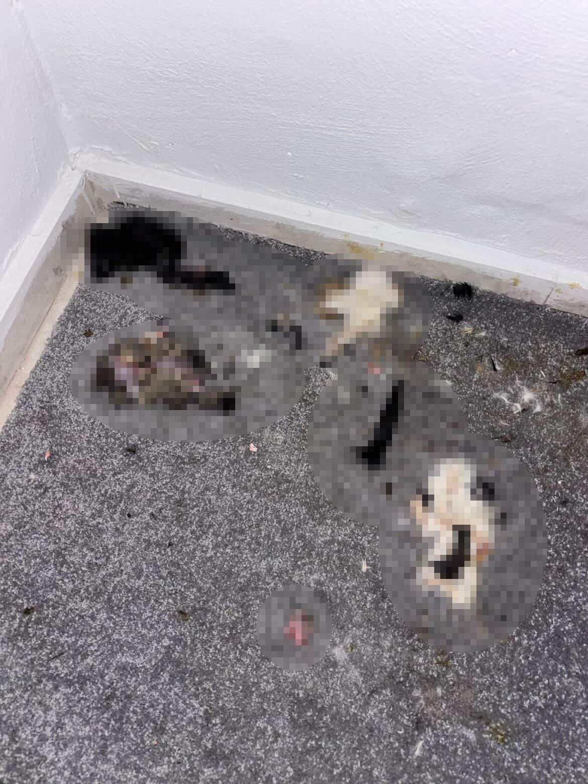 Başakşehir’de sitede kediler parçalanmış halde bulundu
