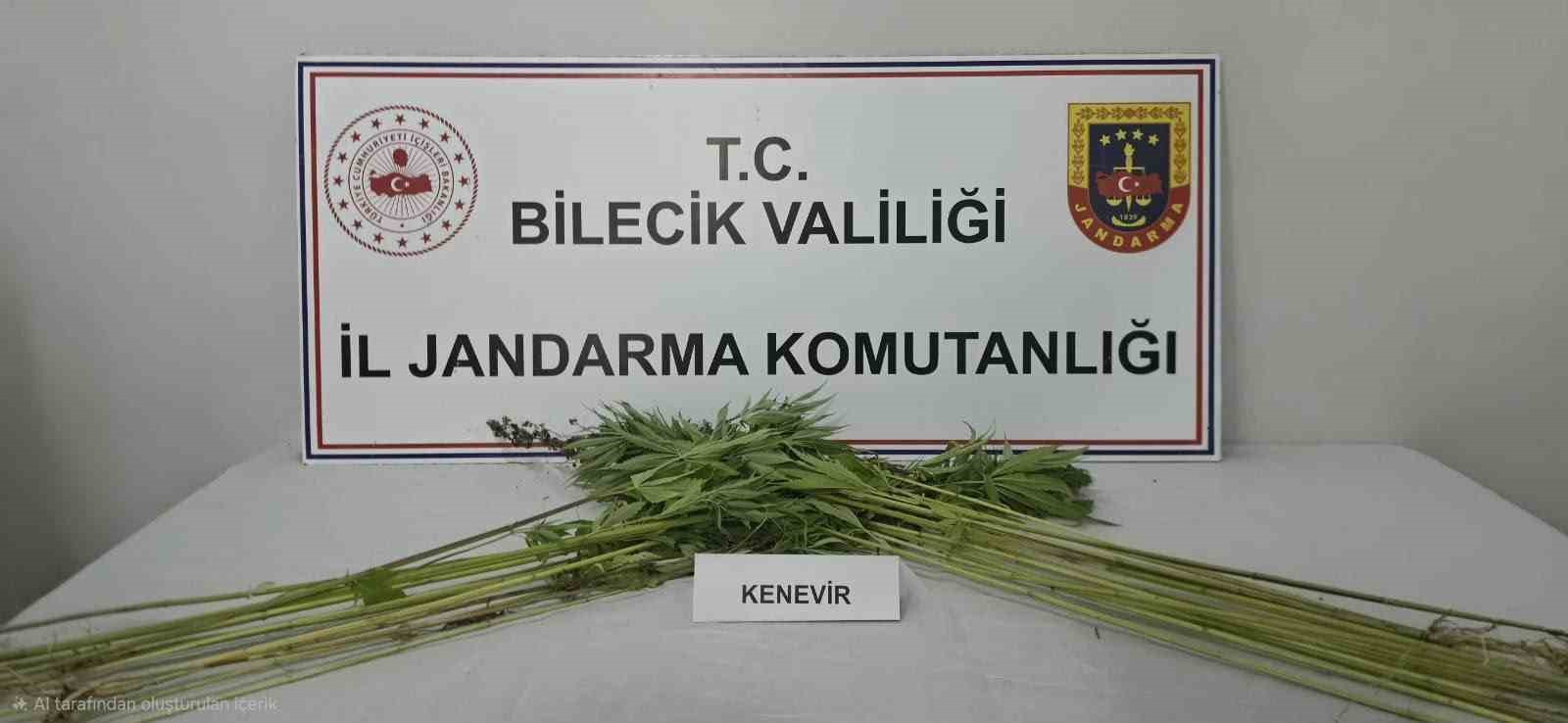 Bilecik’te tarlada kenevir bitkisi ele geçirildi
