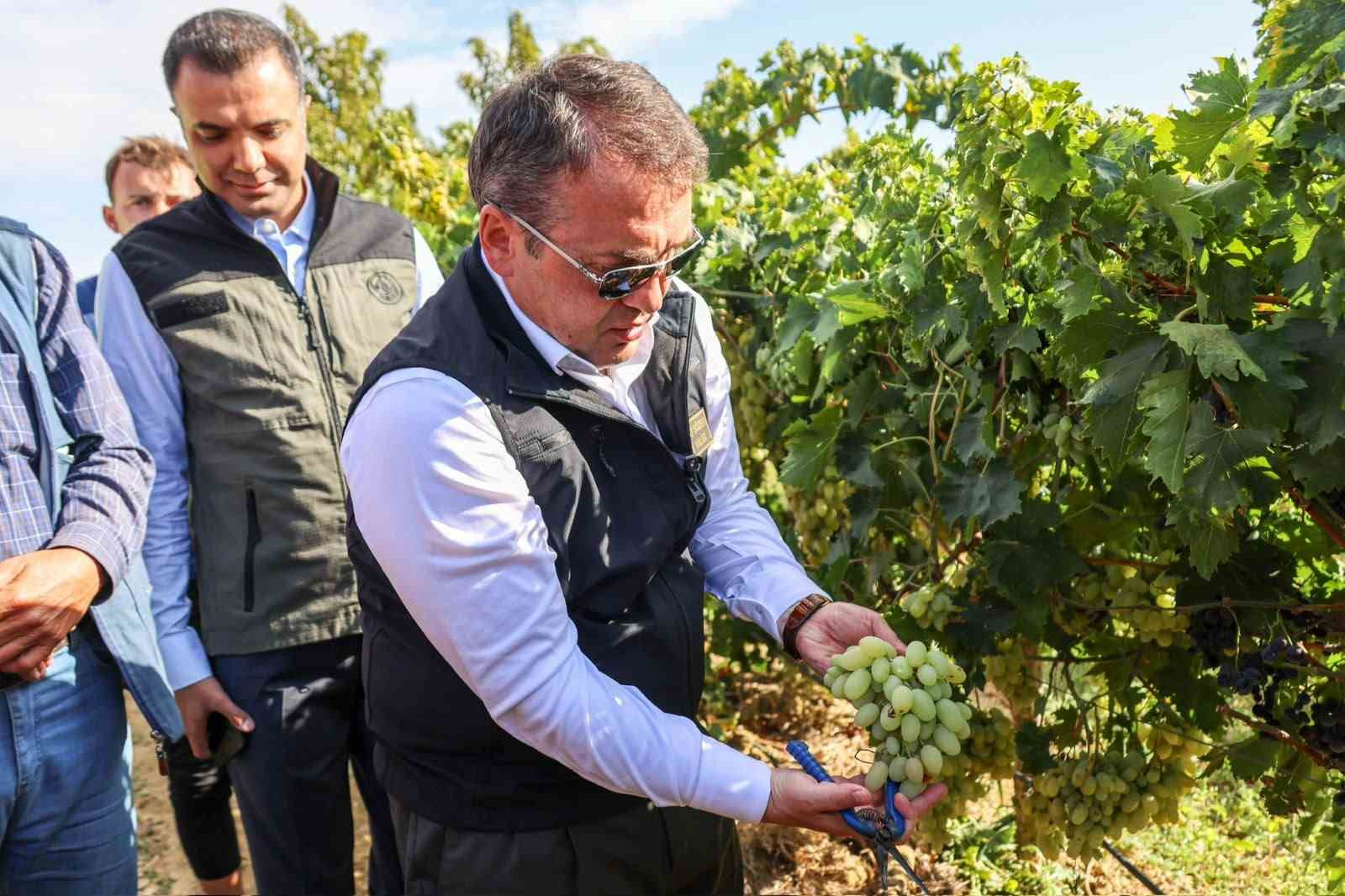 Bilecik’te üzüm bereketi
