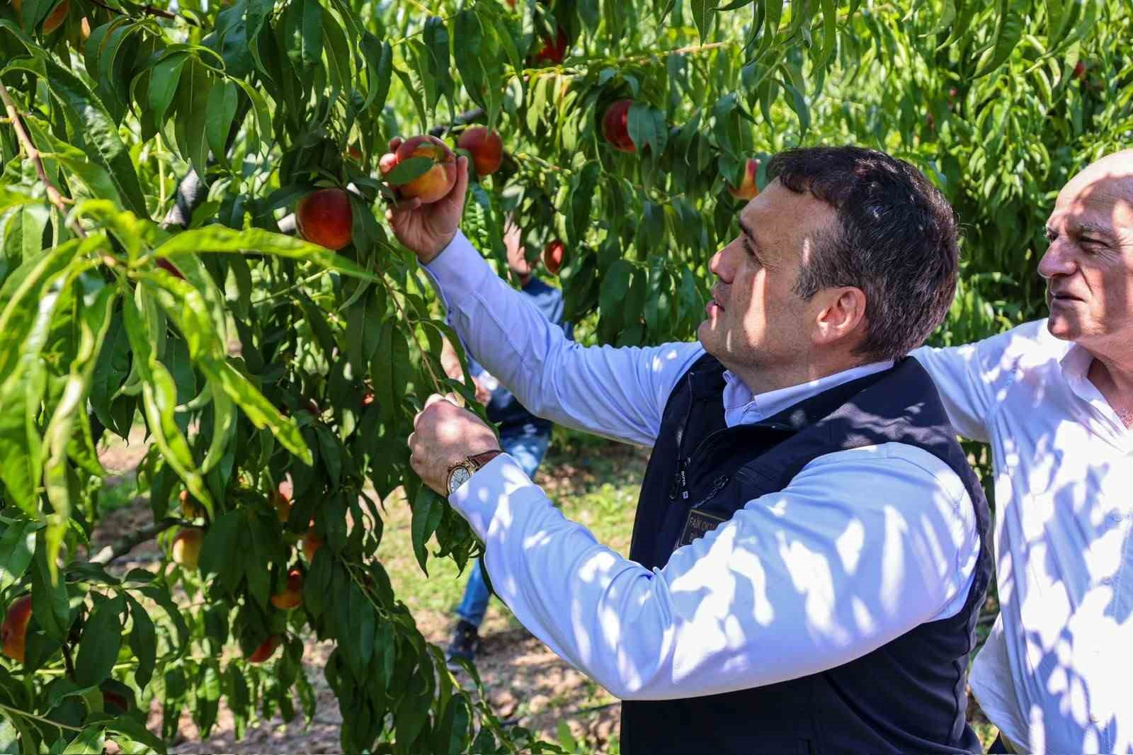 Bu nektarinin tamamı yurtdışına gönderiliyor
