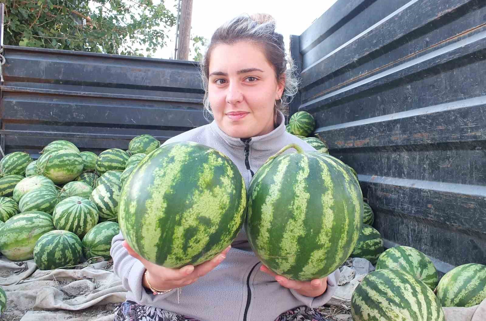 Burhaniye’de güz karpuzu üreticiyi sevindirdi
