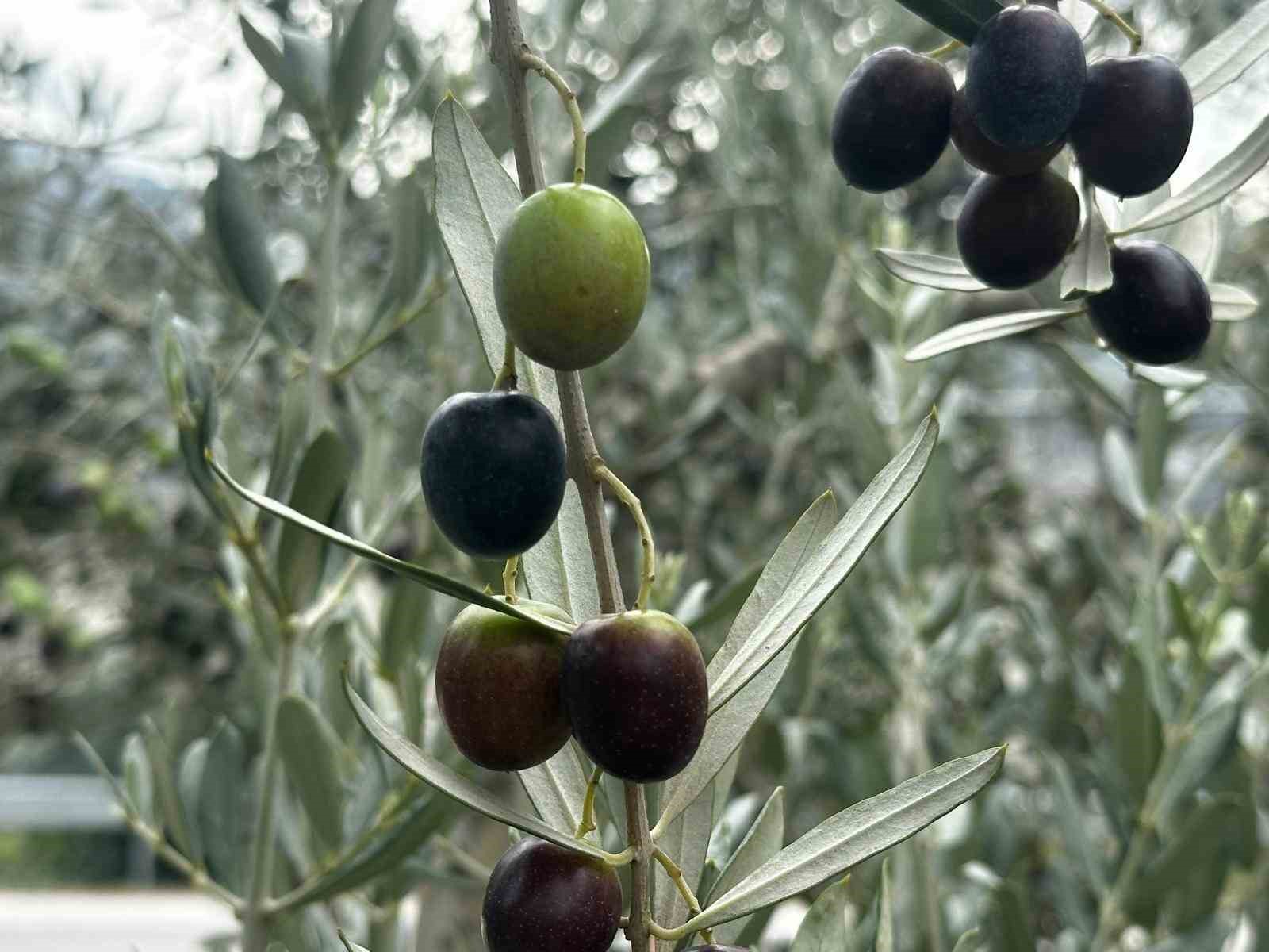 Bursa’da bu sezon 165 bin ton sofralık, 125 bin ton yağlık zeytin bekleniyor
