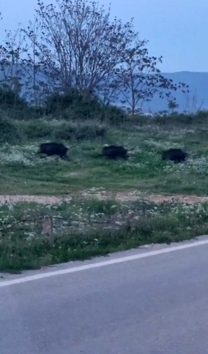 Bursa’da domuzlar şehir içinde görüntülendi
