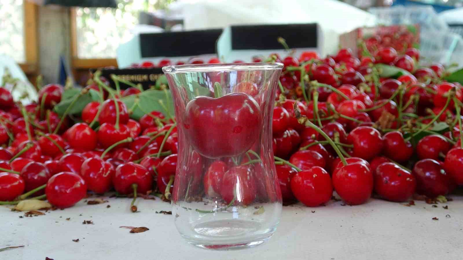 Çanakkale’de çay bardağına sığmayan Lapseki kirazında hasat başladı
