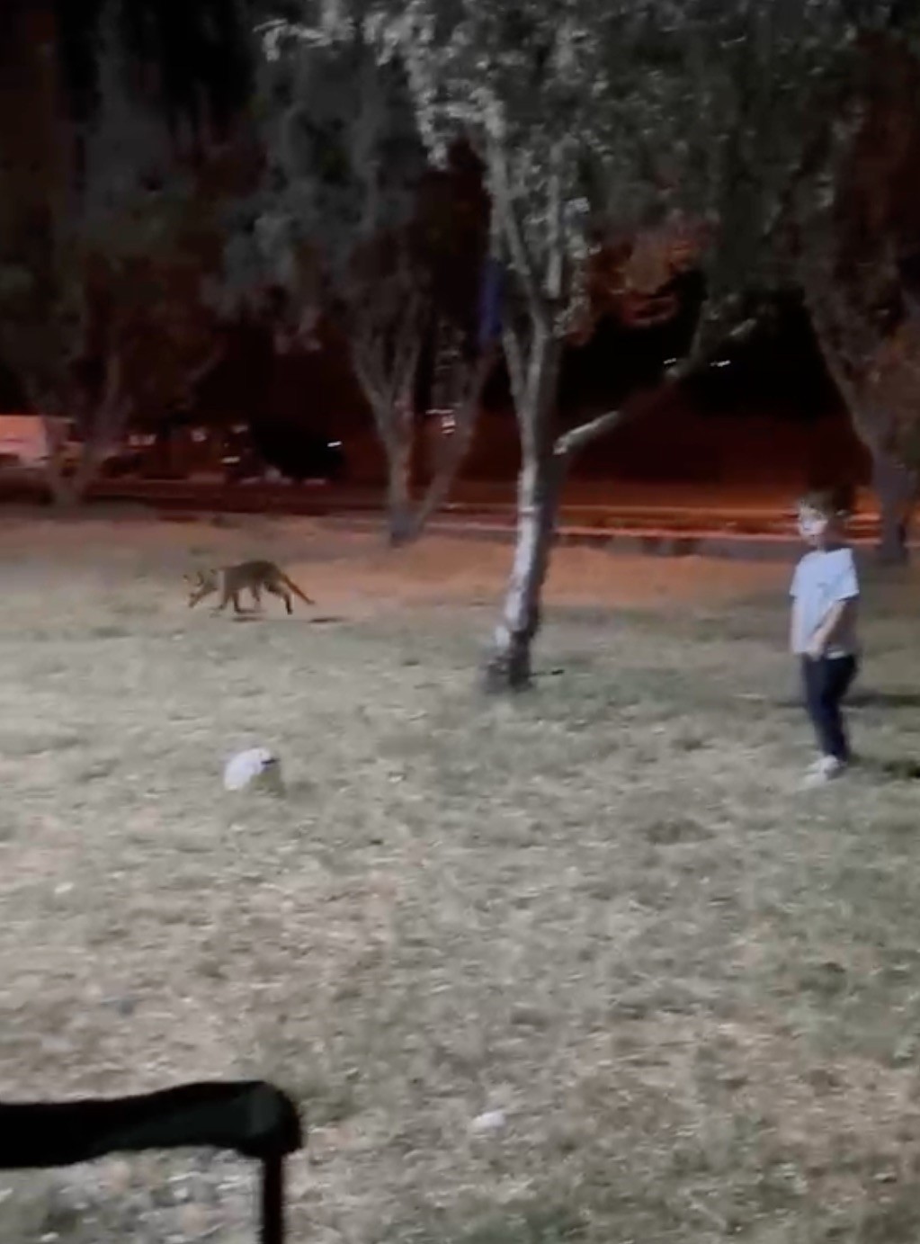 Çanakkale’de minik çocuğun topunu tilki böyle çaldı
