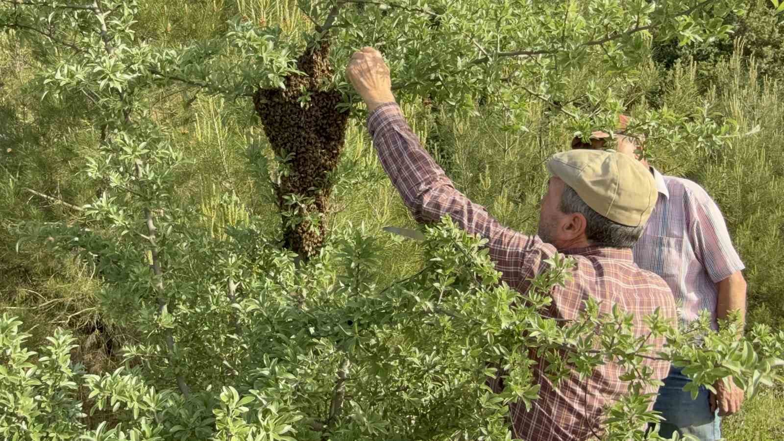 Çanakkale’de yavru arı bolluğu arı üreticilerinin yüzünü güldürdü
