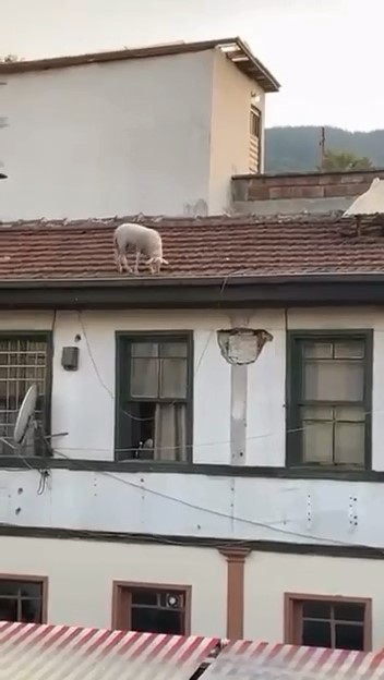 Çatıdaki koyunu görenler telefonuna sarıldı
