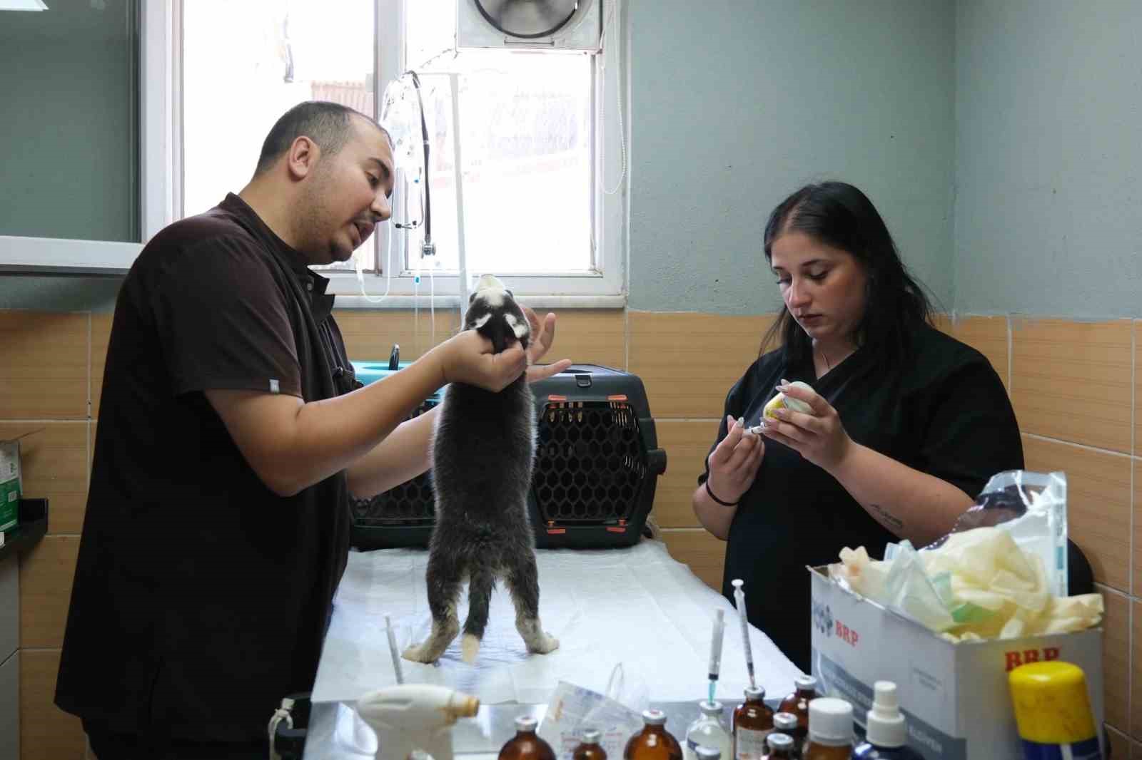 Çiftlikköy Belediyesi’nden yüzlerce can dosta destek sağlandı
