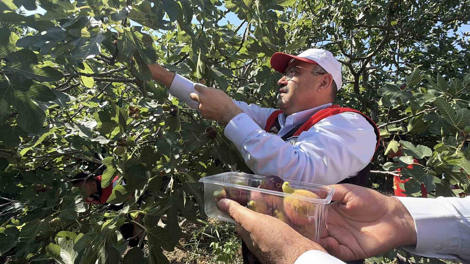 Coğrafi işaretli Havran siyah incirinde hasat başladı
