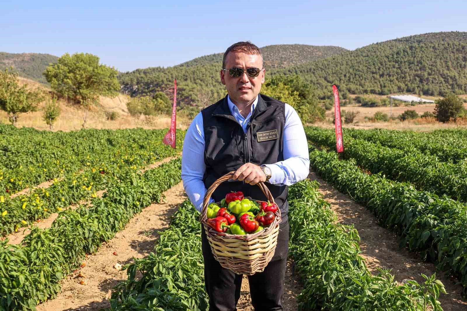 Coğrafi işaretli Kamber Biberi’nde hasat başladı

