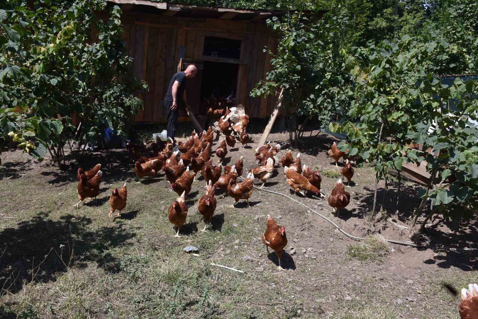 Dükkanını kapattı, köyünde hobi olarak başladığı tavukçulukta müşterilere yetişemiyor
