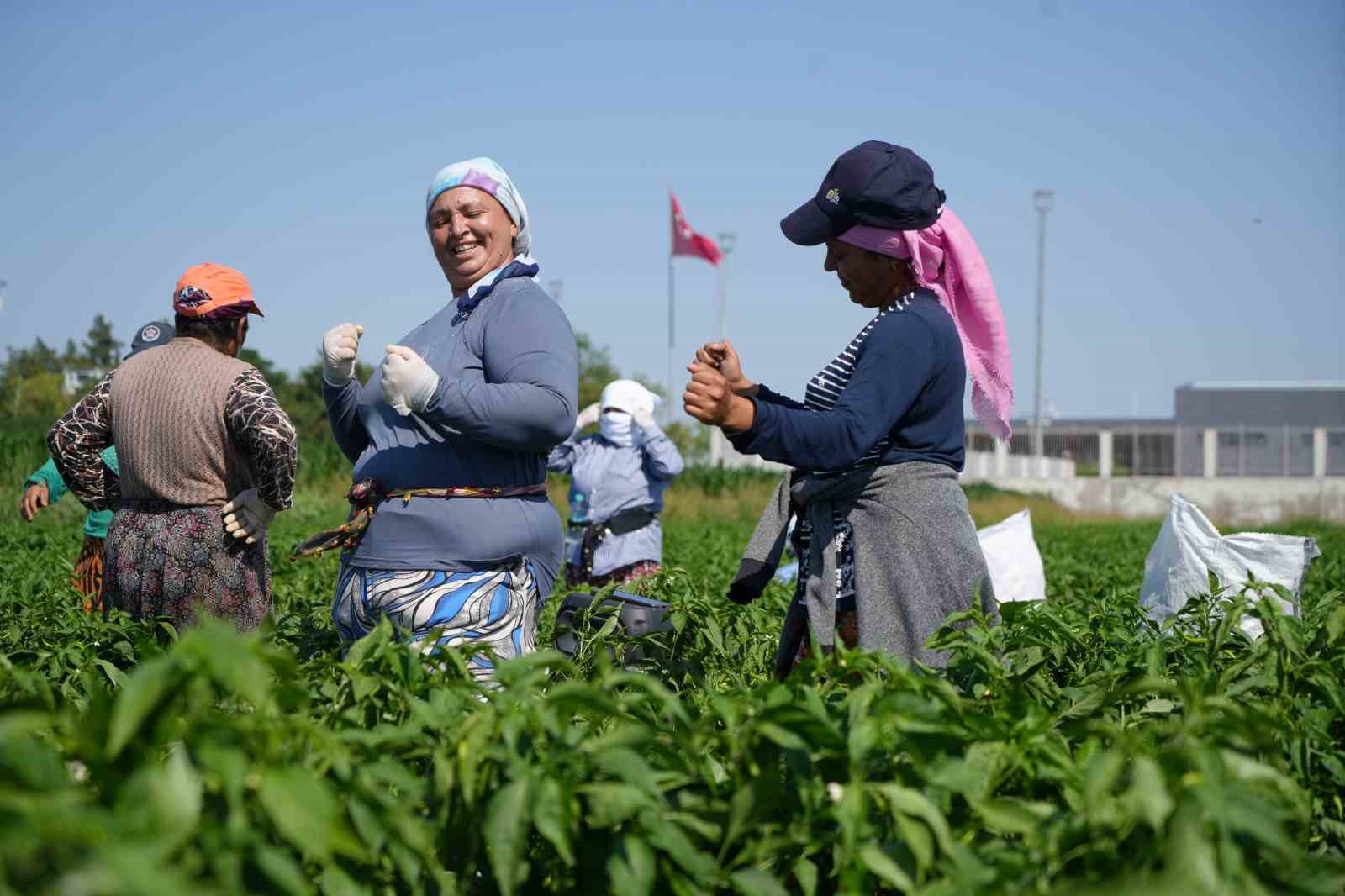 Edirne’de 35 derecede acı biber hasadı başladı
