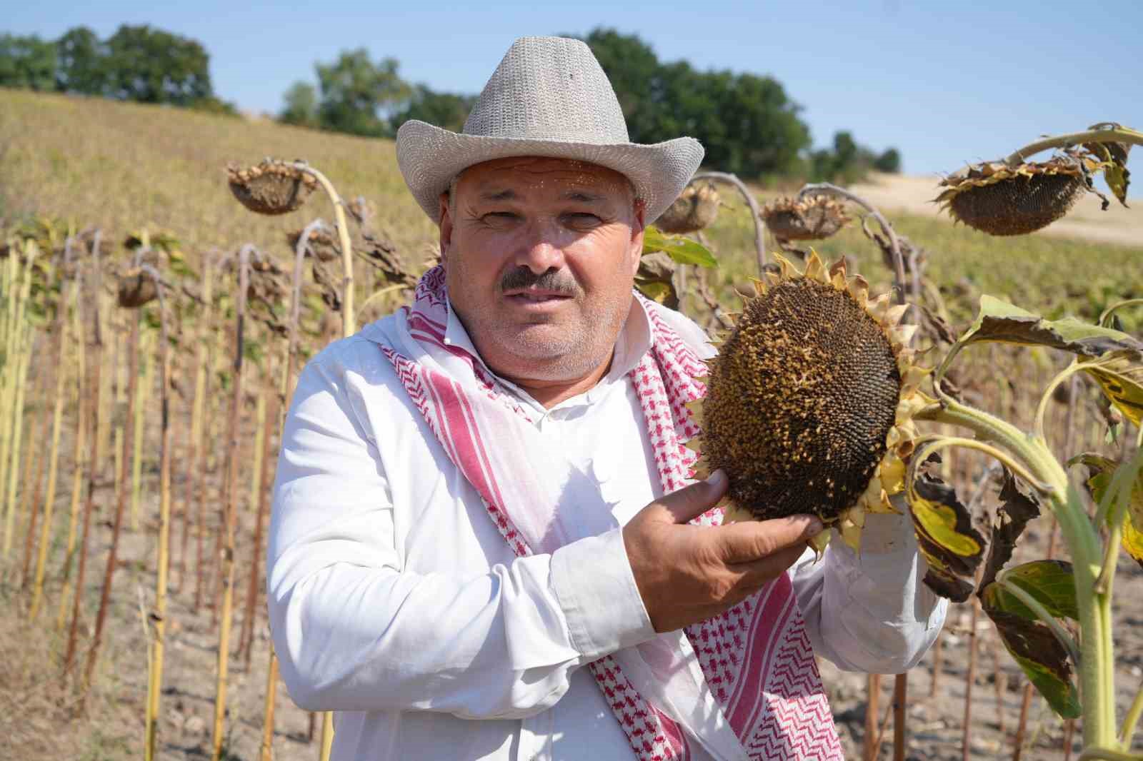 Edirne’de ayçiçeği üreticisinin yüzü bu yıl verimle güldü
