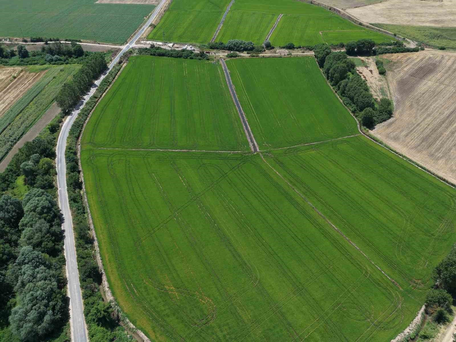 Edirne’de çeltiğe su bereketi: Rekolte 400 bin tonu aşacak
