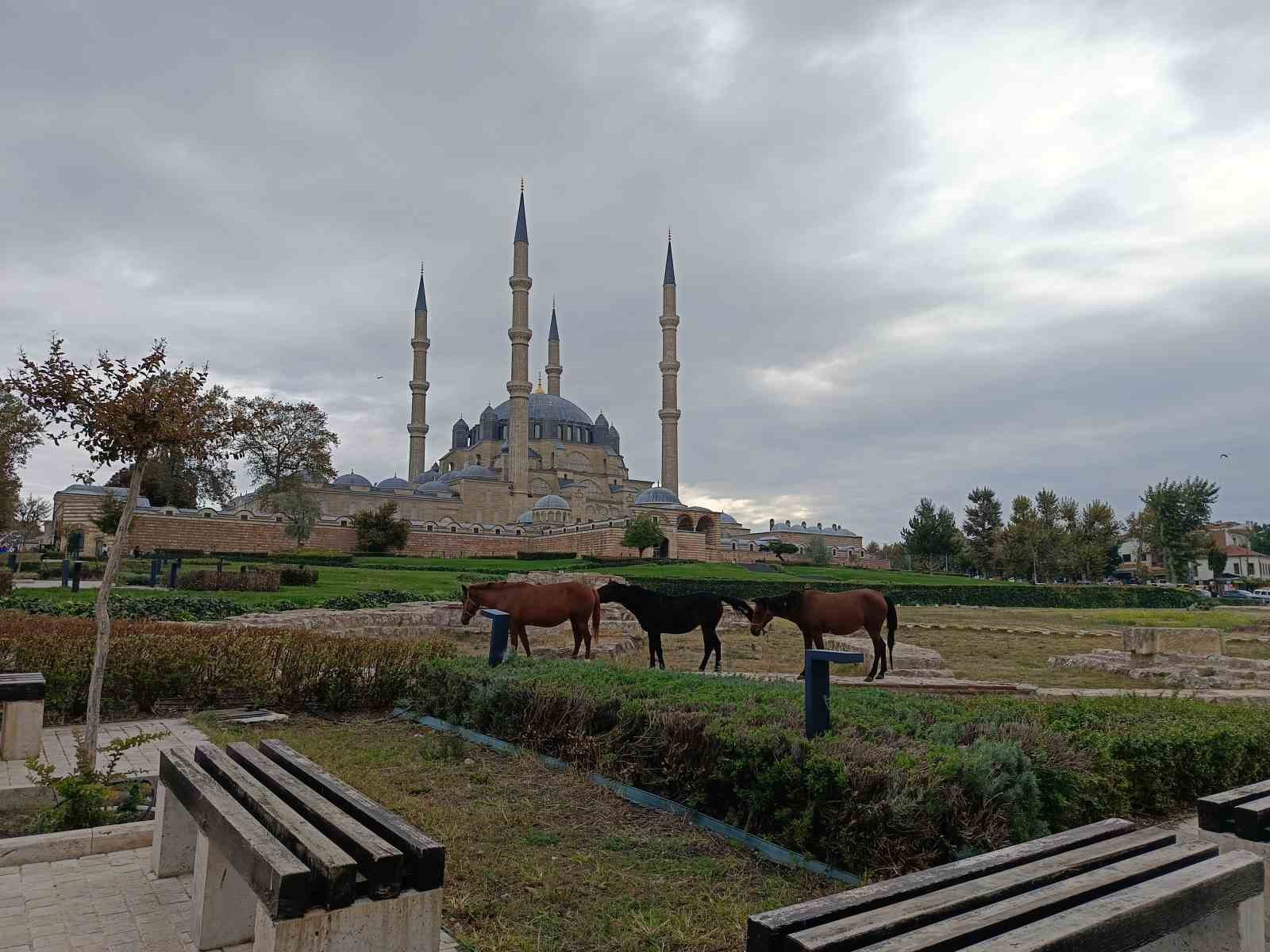 Edirne’de Selimiye Meydanı’nda başıboş atlar görenleri şaşırttı
