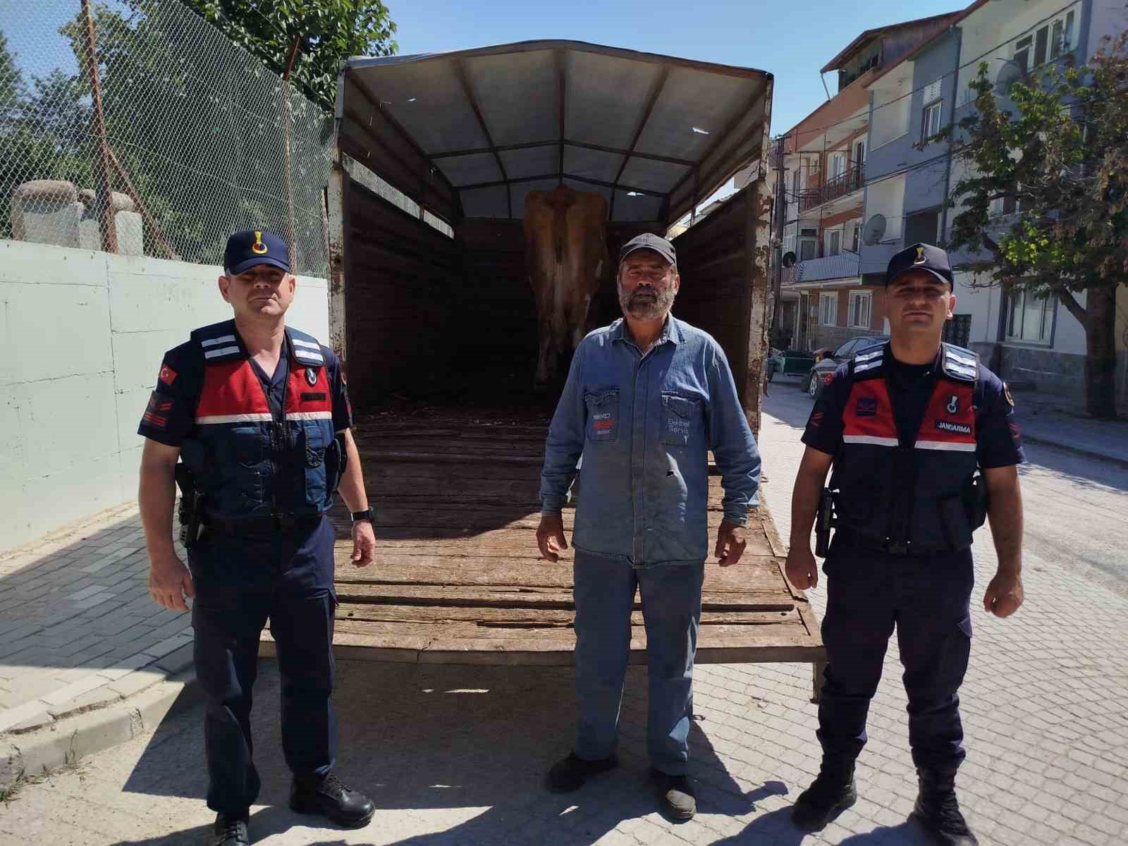 Eskişehir’de çalınan büyükbaş hayvanlardan biri Bilecik’te bulundu
