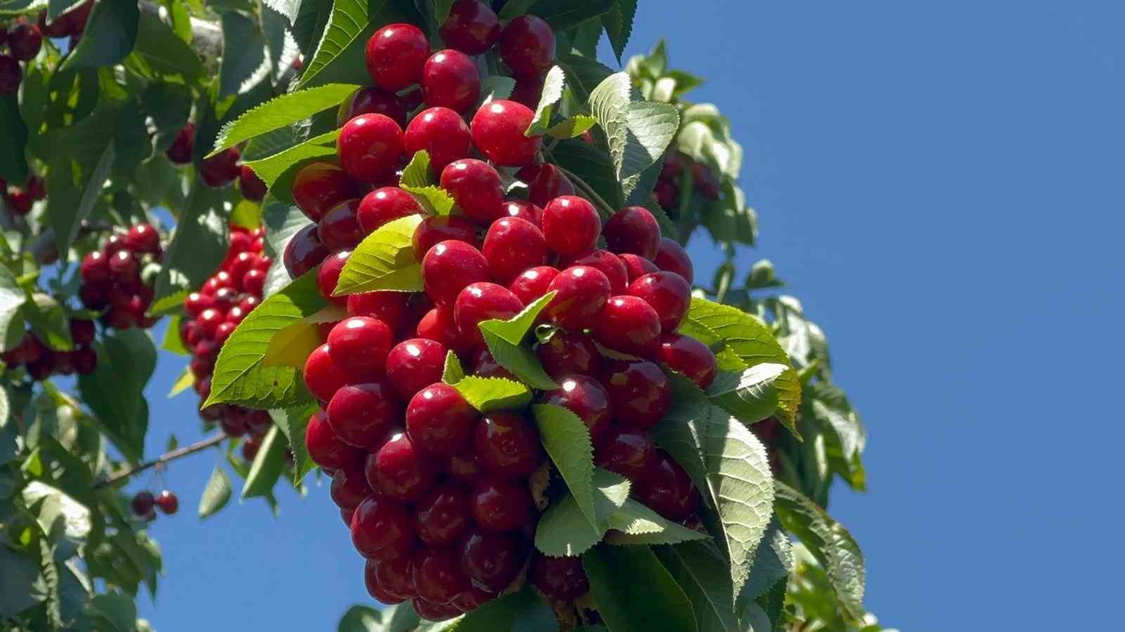 Geçen yıl don vuran bahçelerde üzüm salkımı gibi kiraz yetişti
