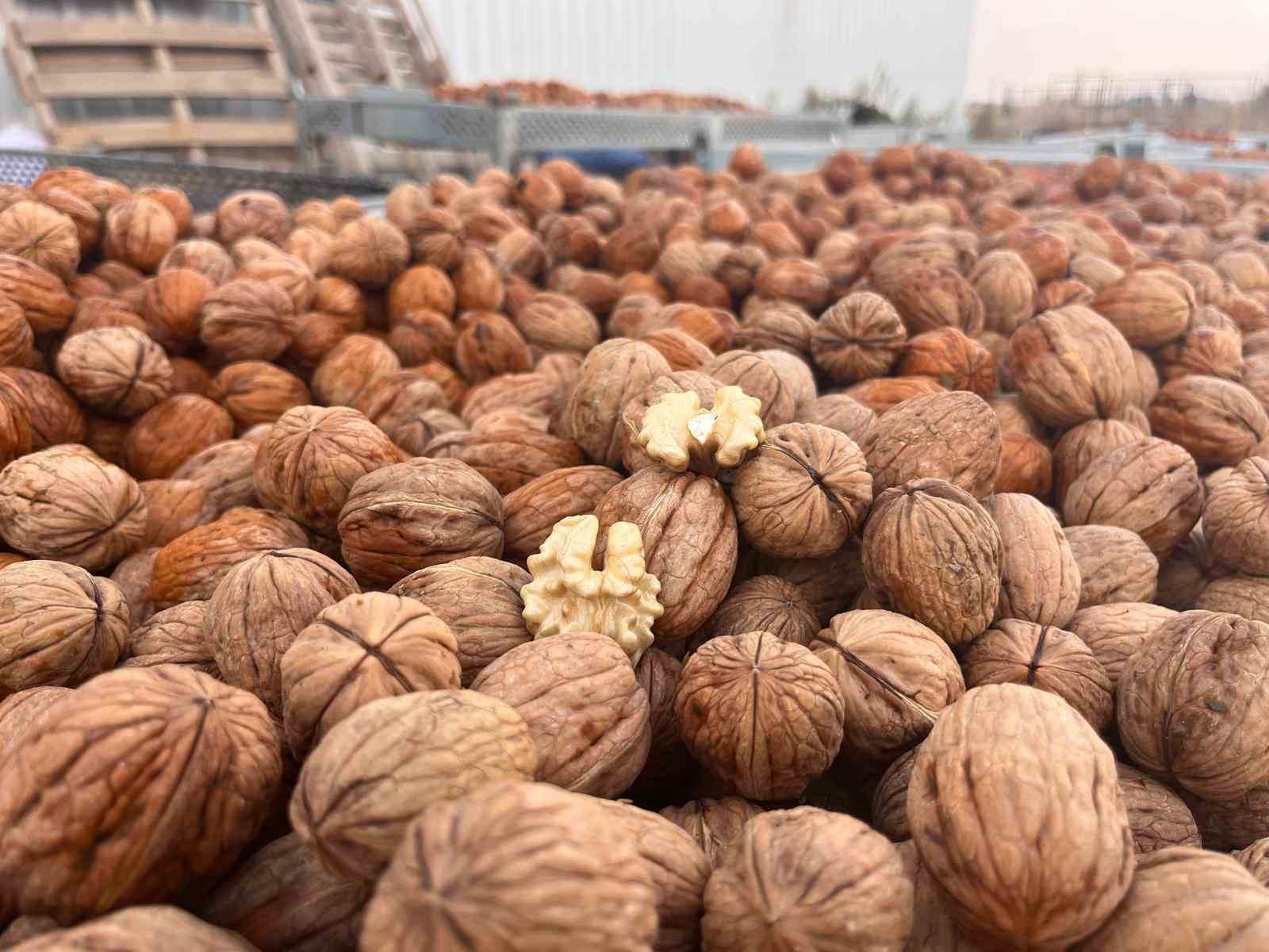 Hayrabolu’da ceviz üreticisinden 200 tonluk hasat hedefi
