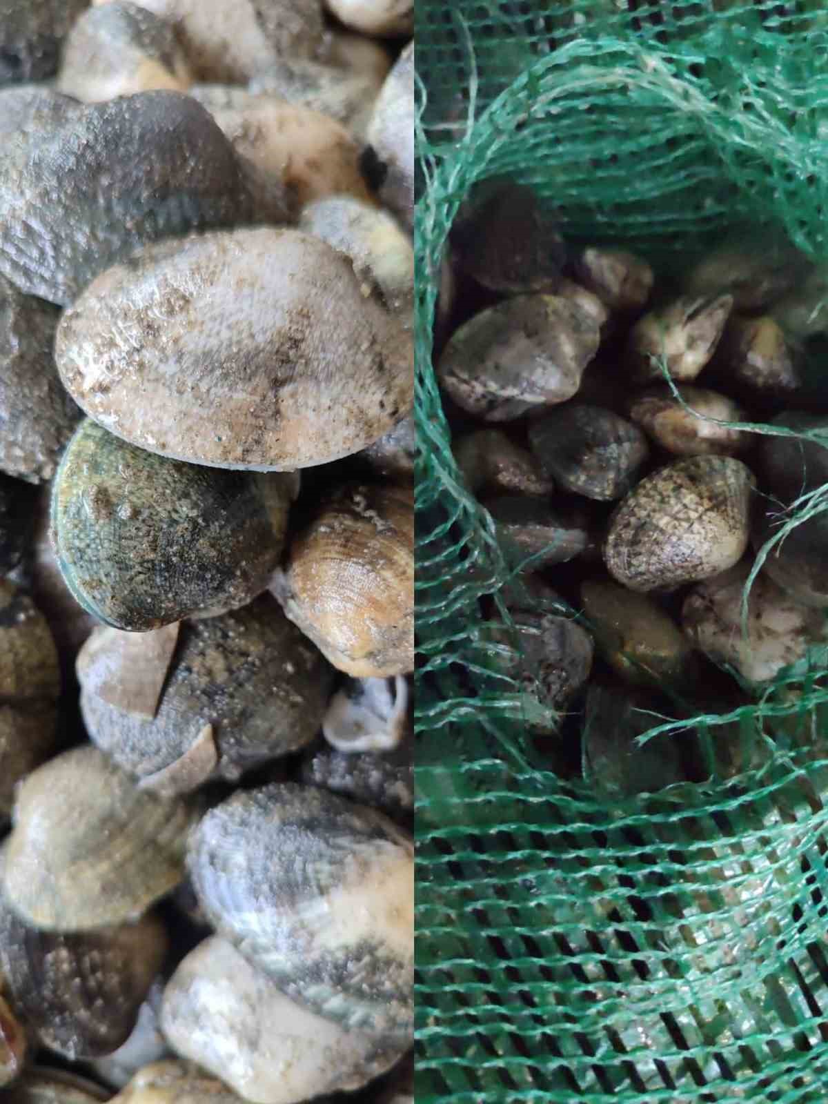 Kapıkule’de kaçak akivades operasyonu: 1 milyon TL ceza kesildi
