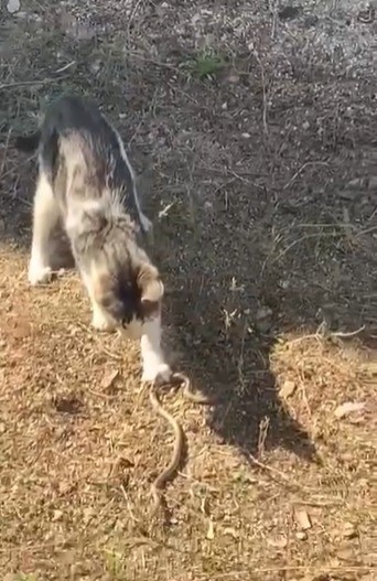 Kedi, fare ile oynar gibi yılanla oynadı
