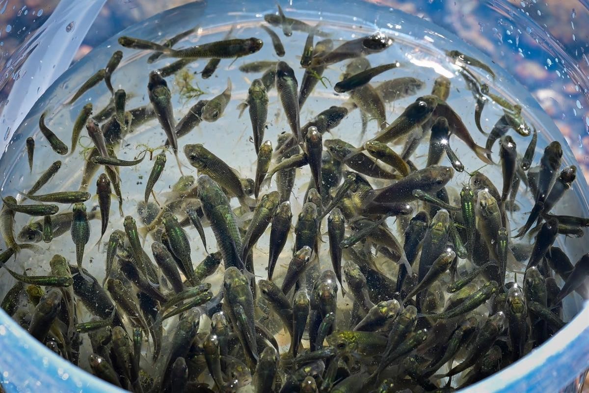 Kırklareli Barajı’na 450 bin yavru sazan bırakıldı
