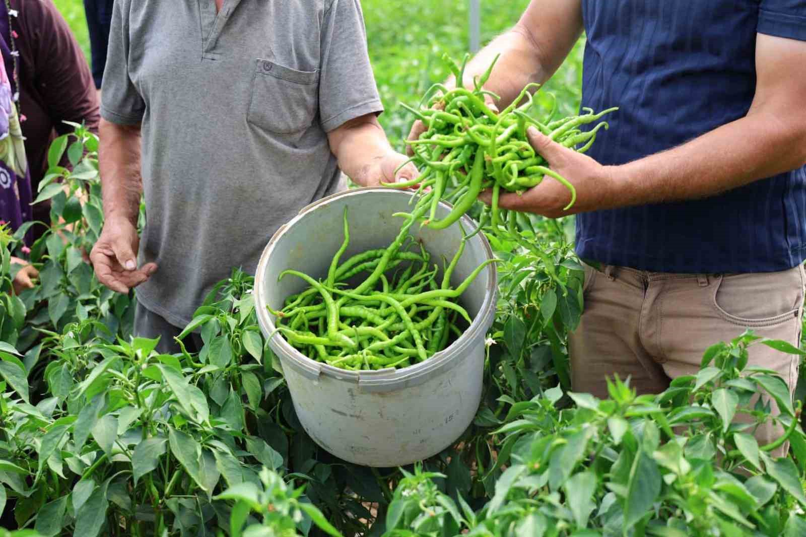 Kocaeli’de yüzde 50 hibe destekli modern seralarda ilk hasat başladı
