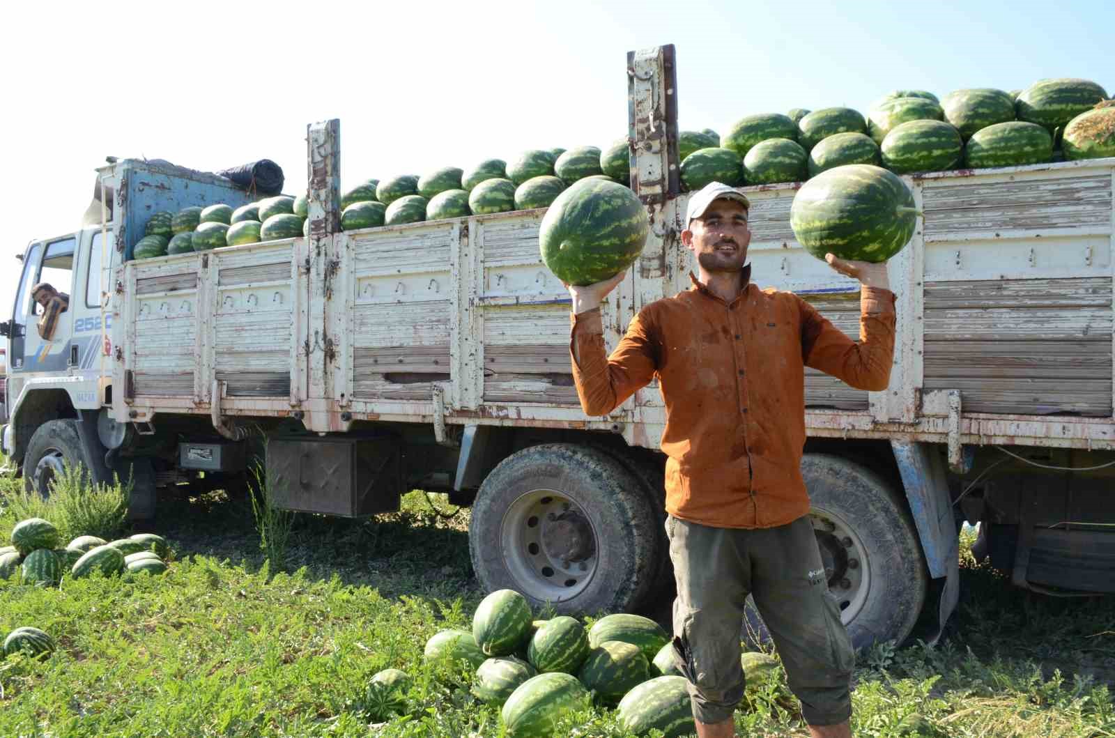 Mevsimlik işçilerin karpuz mesaisi
