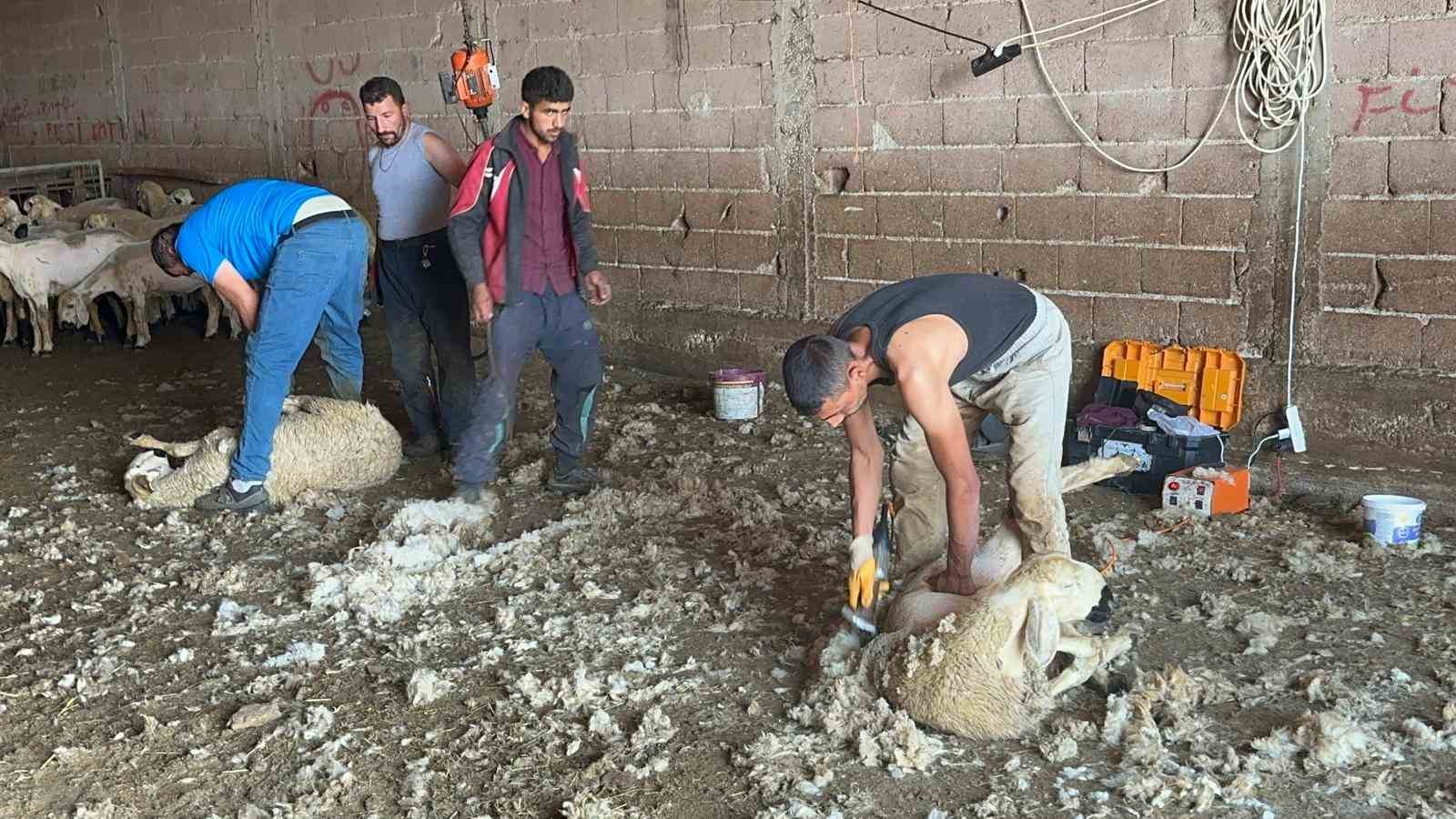 Milyonlarca lira değerindeki yapağının ekonomiye kazandırılması için tesis çağrısı
