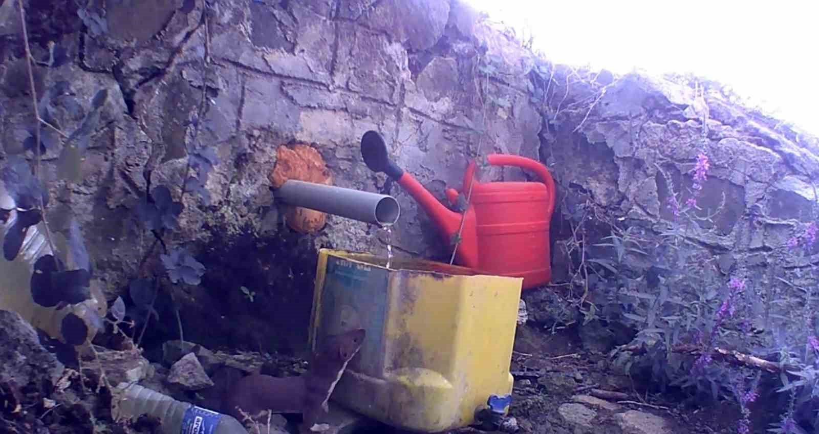 Muratlı’da fotokapan yaban hayatını kaydetti: Gelincik, çakal ve domuz sürüsü görüntülendi
