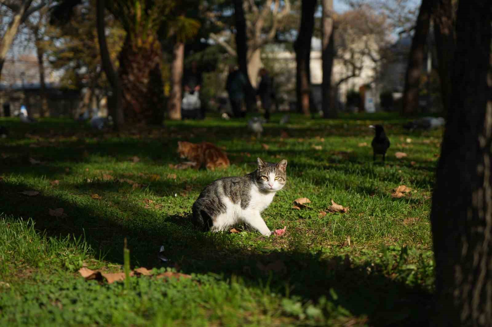 Osmanlı’dan miras "kedi sevgisi" İstanbul’da yaşatılıyor
