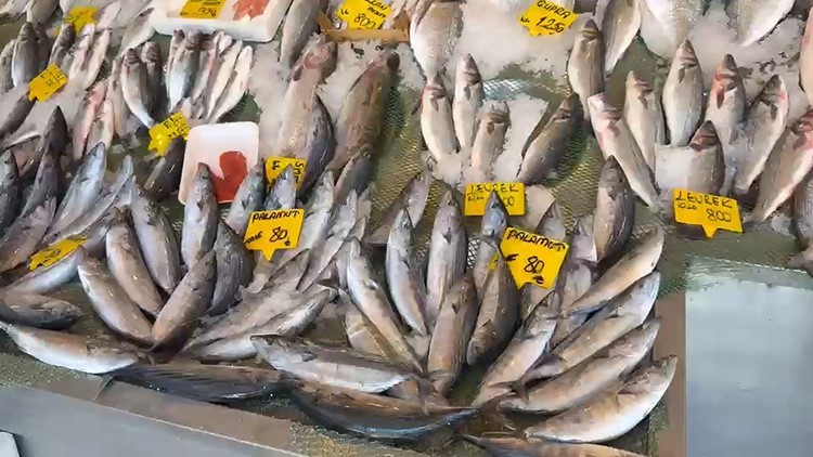 Palamutta 25 sene önceki bolluk yaşanıyor
