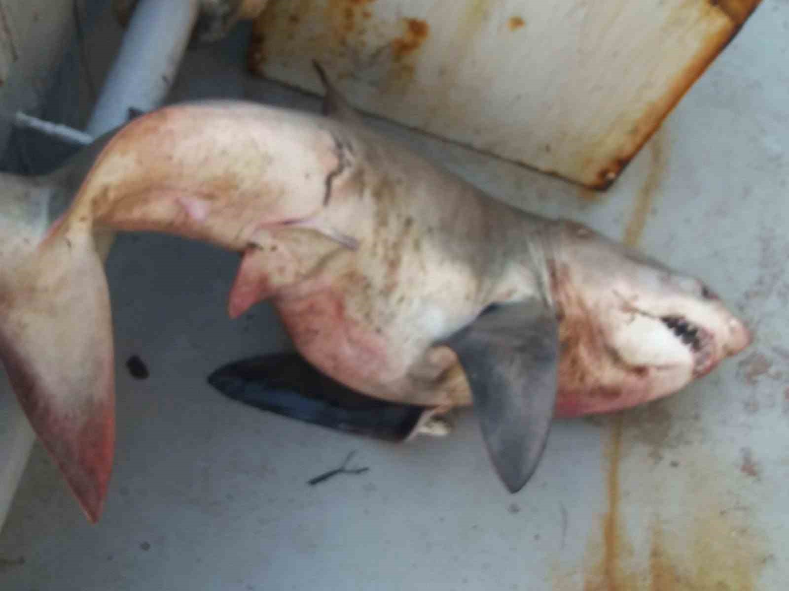 Saros Körfezi’nde balıkçıların ağına 65 kiloluk köpek balığı takıldı

