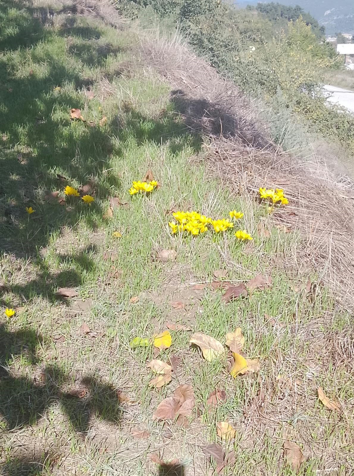 Sonbaharda açan çiğdemler görenleri şaşırttı
