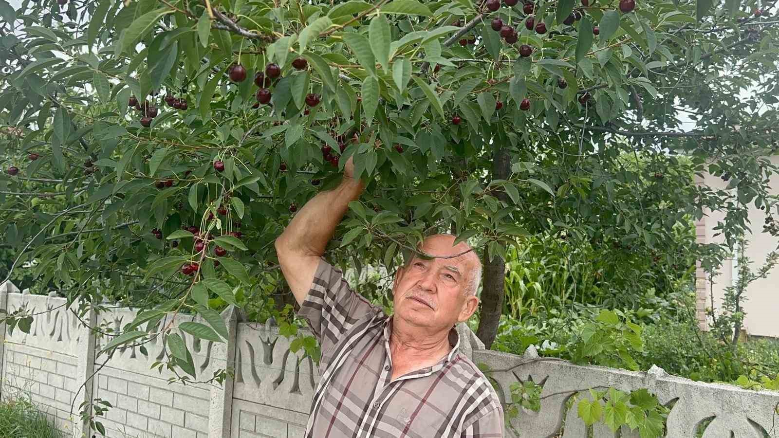 Stokların azlığı ve yüksek aroma tercihi Sultandağı vişnesini değerli yaptı
