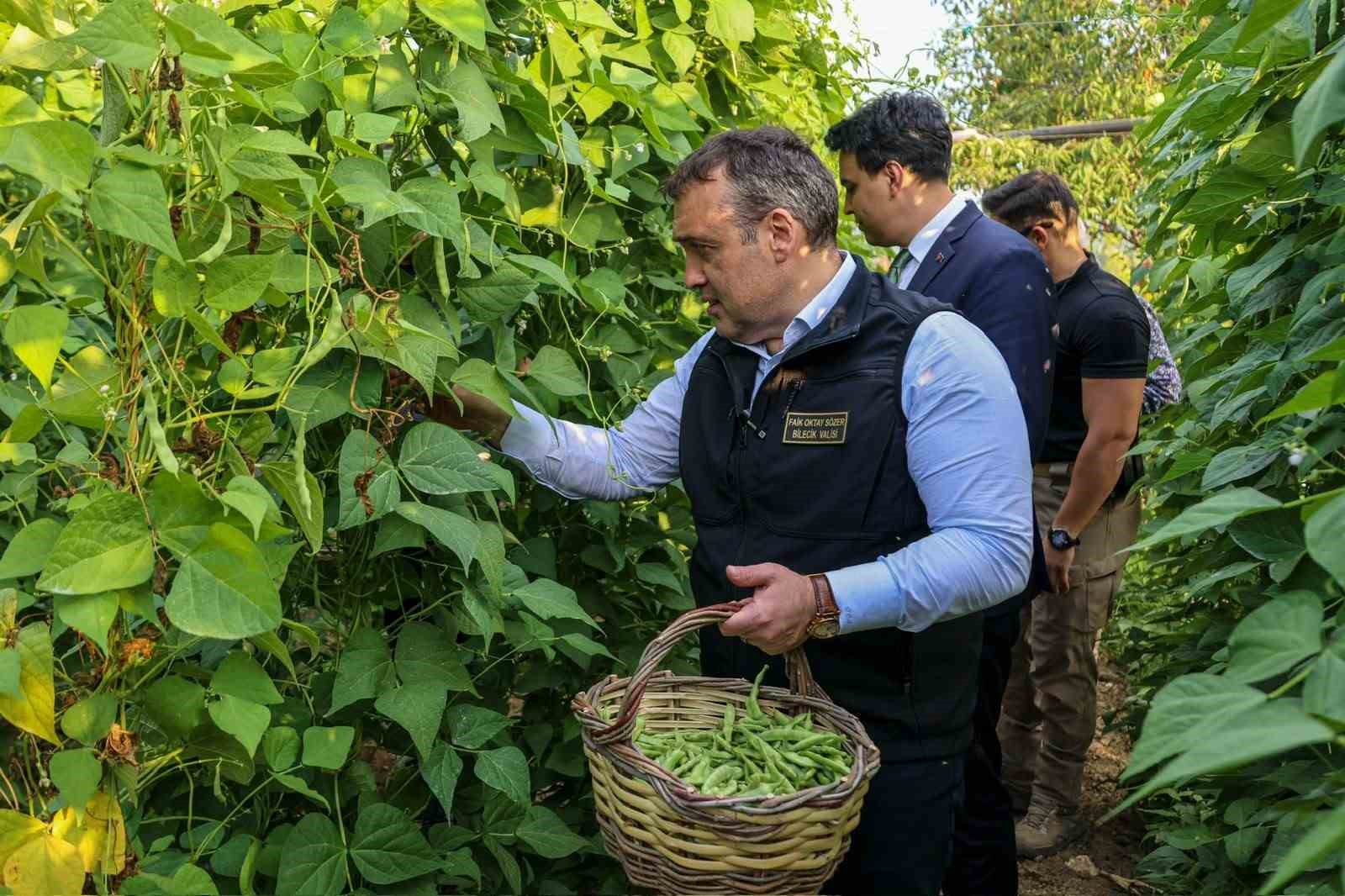 Tescilli Pazaryeri Boncuk Fasulyesi’nde hasat sezonu başladı
