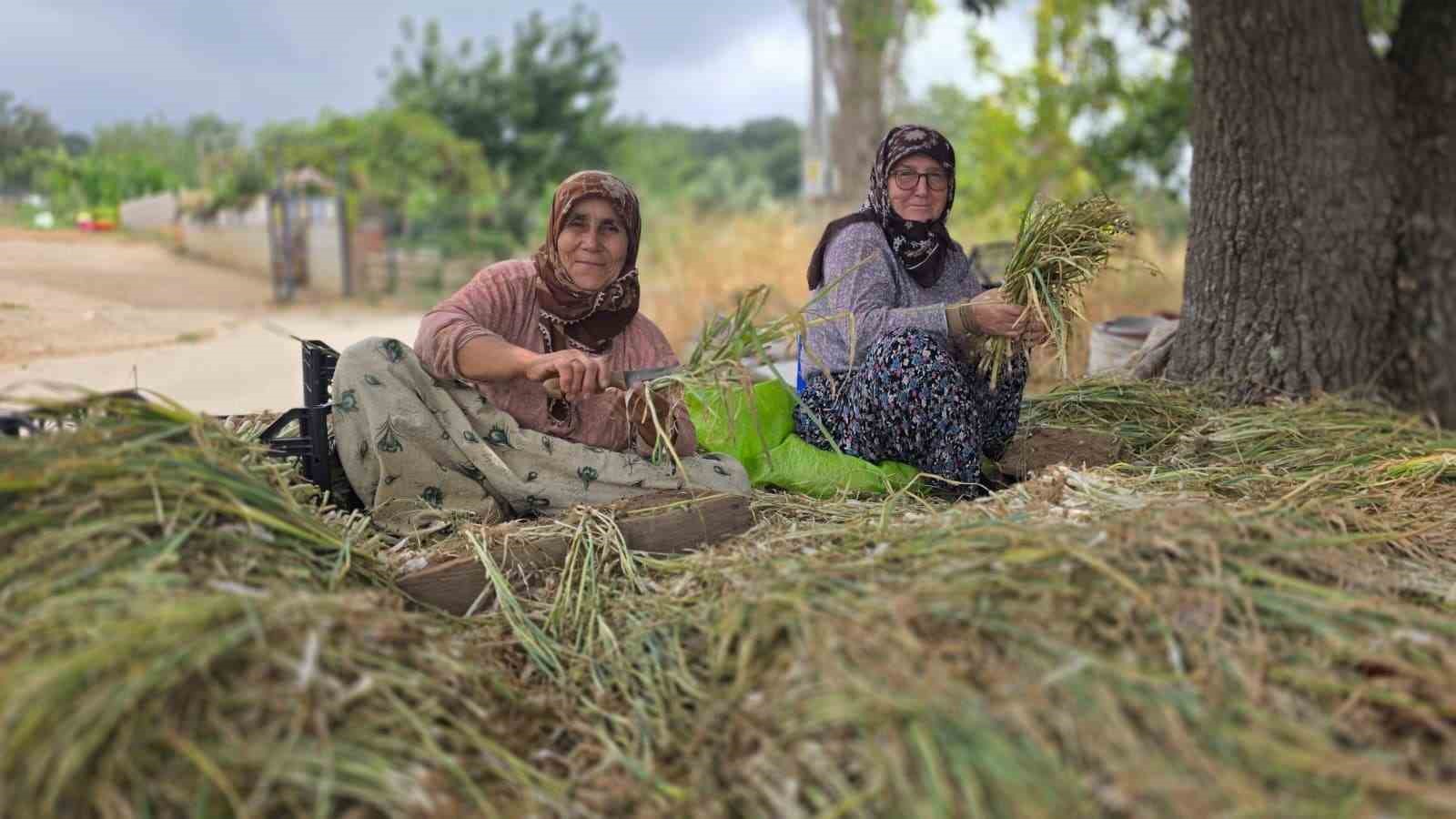 Türkiye’nin pırasa ambarında üretim mesaisi sürüyor
