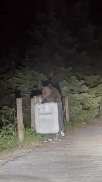 Uludağ’da aç kalan ayı çöpten yemek aradı
