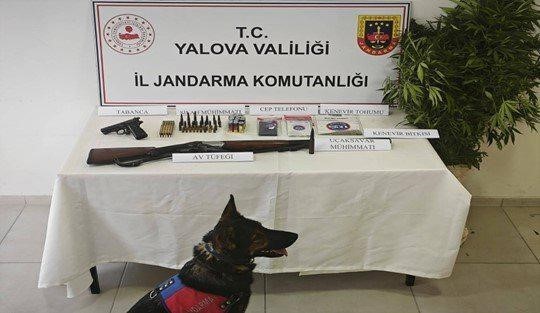 Yalova’da yasa dışı kenevir operasyonu

