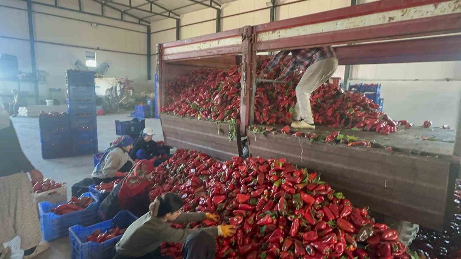 Yüksek aromasıyla öne çıkan Karacabey biberi salça yapımında revaçta

